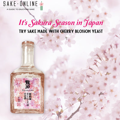 Sakura Season Is Here! Try Sake With Sakura Yeast!