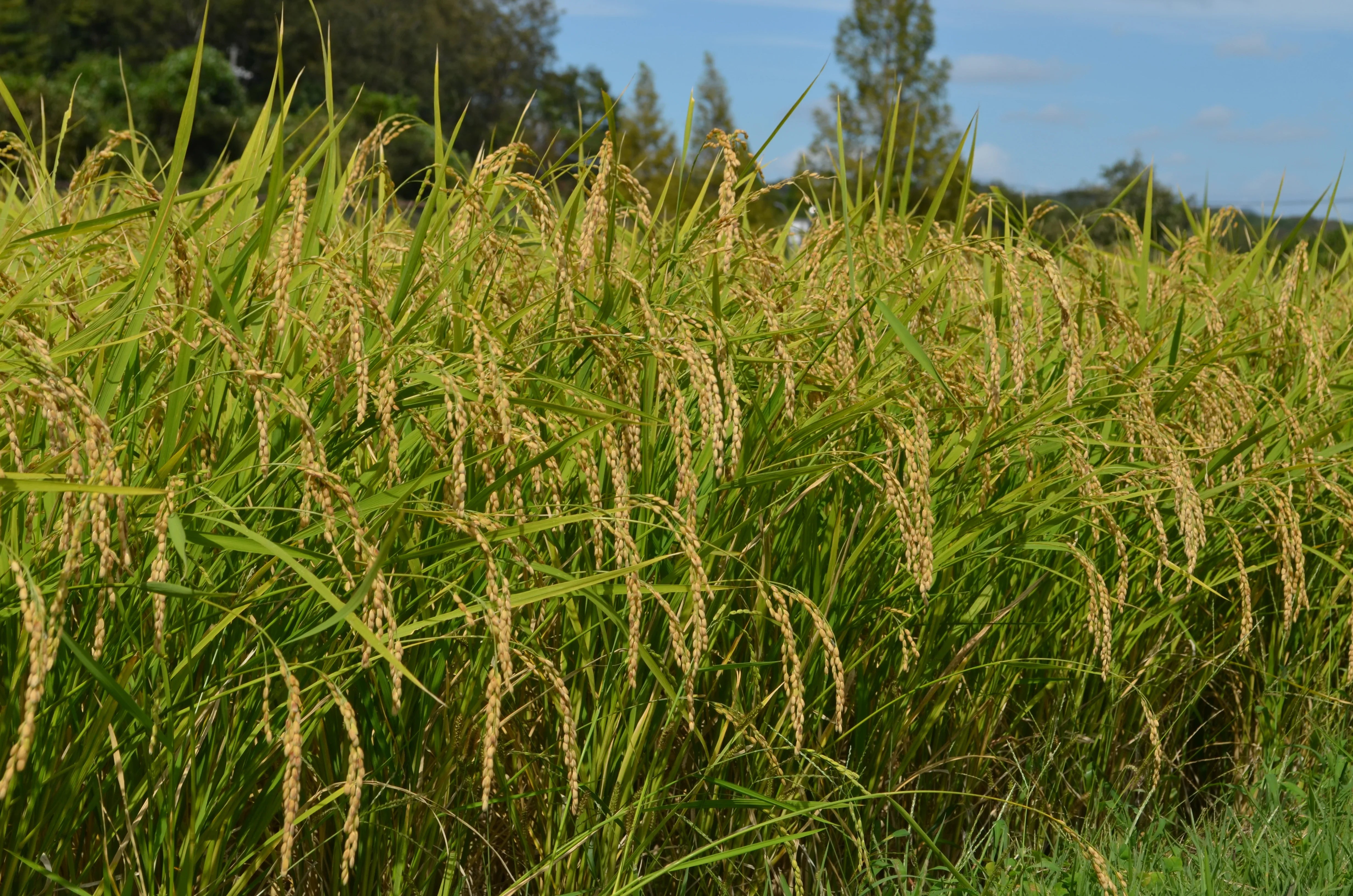 Syke Rice Sake Rice – Sakeonline