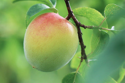 OCTOBER Umeshu Specials